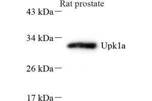 Western blot analysis of Upk1a (ABIN7076160) at dilution of 1: 600