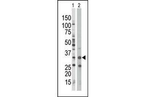 The anti-PRKAB1 Pab (ABIN391054 and ABIN2841211) is used in Western blot to detect PRKAB1 in Jurkat cell lysate (Lane 1) and mouse spleen tissue lysate (Lane 2). (PRKAB1 Antikörper  (N-Term))