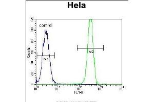 MSH2 Antibody (Center) (ABIN655517 and ABIN2845032) flow cytometric analysis of Hela cells (right histogram) compared to a negative control cell (left histogram). (MSH2 Antikörper  (AA 637-665))