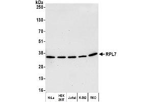 Western Blotting (WB) image for anti-Ribosomal Protein L7 (RPL7) (C-Term) antibody (ABIN7453643) (RPL7 Antikörper  (C-Term))