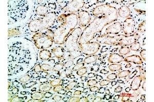 Immunohistochemical analysis of paraffin-embedded human-kidney, antibody was diluted at 1:200 (Angiotensin I Converting Enzyme 1 Antikörper  (AA 41-90))