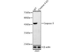 Western blot analysis of extracts from wild type (WT) and [KO Validated] Caspase-9 Rabbit mAb knockout (KO) 293T cells, using [KO Validated] Caspase-9 Rabbit mAb antibody (ABIN7266123) at 1:10000 dilution. (Caspase 9 Antikörper)