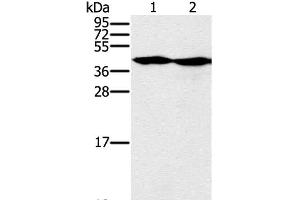 Western Blot analysis of Hepg2 and k562 cell using MORF4L1 Polyclonal Antibody at dilution of 1:400 (MORF4L1 Antikörper)