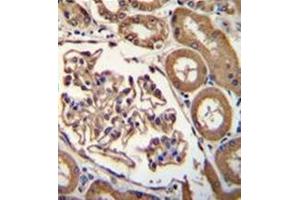 Formalin fixed and paraffin embedded human kidney tissue reacted with CD249 / Glutamyl aminopeptidase Antibody (C-term) followed by peroxidase conjugation of the secondary antibody and DAB staining. (ENPEP Antikörper  (C-Term))
