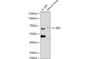 Western blot analysis of extracts of various cell lines, using EED antibody  at 1:1000 dilution. (EED Antikörper  (AA 1-100))