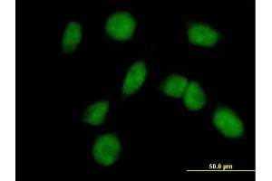 Immunofluorescence of purified MaxPab antibody to FANCM on HeLa cell. (FANCM Antikörper  (AA 1-669))