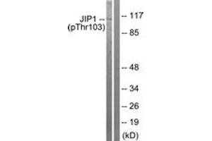Western blot analysis of extracts from COLO205 cells treated with Serum 20% 15', using JIP1 (Phospho-Thr103) Antibody. (MAPK8IP1 Antikörper  (pThr103))