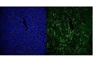 IF analysis of RCC1 using anti-RCC1 antibody (ABIN7600024).