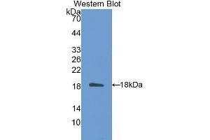 Western Blotting (WB) image for anti-Tetraspanin 3 (TSPAN3) (AA 107-213) antibody (ABIN1175824) (Tetraspanin 3 Antikörper  (AA 107-213))