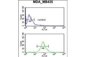 LUZP1 Antibody (C-term) (ABIN650909 and ABIN2839991) flow cytometric analysis of MDA-M cells (bottom histogram) compared to a negative control cell (top histogram). (LUZP1 Antikörper  (C-Term))