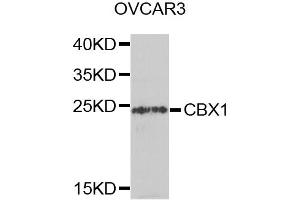 Western blot analysis of extracts of OVCAR-3 cells, using CBX1 antibody (ABIN5971253) at 1/1000 dilution. (CBX1 Antikörper)