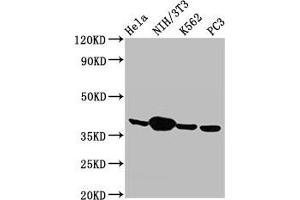 Western Blot Positive WB detected in: Hela whole cell lysate, NIH/3T3 whole cell lysate, K562 whole cell lysate, PC-3 whole cell lysate All lanes: Anxa1 antibody at 2. (Annexin a1 Antikörper  (AA 2-346))