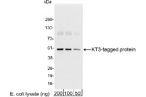 anti-KT3 Tag antibody