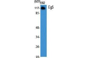 Western Blot (WB) analysis of specific cells using Eg5 Polyclonal Antibody. (KIF11 Antikörper  (Ser711))