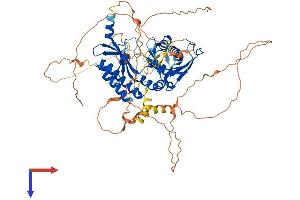 PIP5K1C Protein (AA 1-661) (His tag)