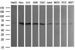 Image no. 4 for anti-Indoleamine 2,3-Dioxygenase 1 (IDO1) antibody (ABIN1498789) (IDO1 Antikörper)