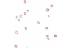 Immunohistochemistry (IHC) image for anti-Cell Division Cycle 23 (CDC23) (Middle Region) antibody (ABIN1030863) (CDC23 Antikörper  (Middle Region))