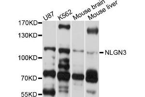 Western blot analysis of extracts of various cell lines, using NLGN3 antibody (ABIN5998351) at 1/1000 dilution. (Neuroligin 3 Antikörper)