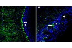 Expression of LRRC8A in mouse cerebellum and olfactory bulbImmunohistochemical staining of perfusion-fixed frozen mouse brain sections with Anti-LRRC8A (extracellular) Antibody (ABIN7043301, ABIN7043886 and ABIN7043887), (1:200), followed by goat-anti-rabbit-AlexaFluor-488. (Leucine Rich Repeat Containing 8 Family, Member A (LRRC8A) Peptid)