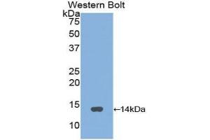 Western Blotting (WB) image for anti-Gonadotropin-Releasing Hormone 1 (Luteinizing-Releasing Hormone) (GNRH1) (AA 24-92) antibody (ABIN1173764) (GNRH1 Antikörper  (AA 24-92))