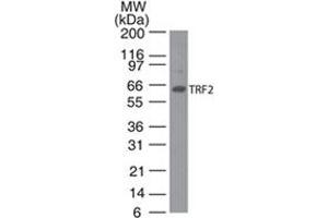 Image no. 2 for anti-Telomeric Repeat Binding Factor 2 (TERF2) antibody (ABIN208252) (TRF2 Antikörper)