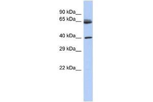 WB Suggested Anti-CHN2 Antibody Titration: 0.