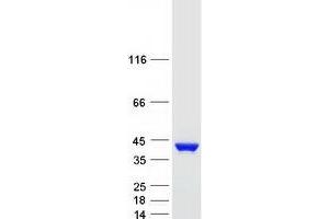 Validation with Western Blot (Annexin A2 Protein (ANXA2) (Transcript Variant 1) (Myc-DYKDDDDK Tag))