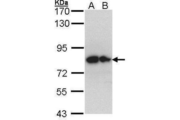 GPC1 Antikörper