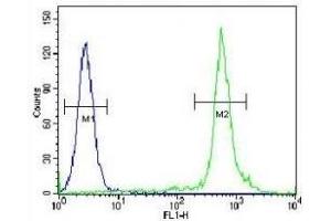 TTF1 antibody flow cytometric analysis of HeLa cells (green) compared to a negative control (blue). (NKX2-1 Antikörper  (AA 2-1))