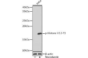 Western blot analysis of extracts of HeLa cells, using Phospho-Histone H3. (Histone 3 Antikörper  (pThr3))