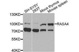 Western blot analysis of extracts of various cell lines, using RASA4 antibody (ABIN6003592) at 1/1000 dilution.