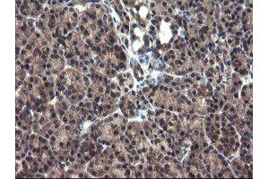 Image no. 4 for anti-Crystallin, Zeta, Homolog antibody (ABIN1497658) (CRYZL1 Antikörper)