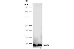 Lane 1: human islet alpha lysates Lane 2: human islet beta lysates probed with Rabbit Anti-Insulin Polyclonal Antibody, Unconjugated (ABIN729118) at 1:300 overnight at 4 °C. (Insulin Antikörper)