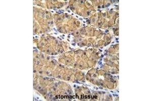 VSIG1 Antibody (C-term) immunohistochemistry analysis in formalin fixed and paraffin embedded human stomach tissue followed by peroxidase conjugation of the secondary antibody and DAB staining. (VSIG1 Antikörper  (C-Term))
