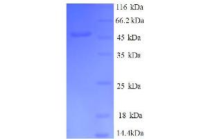 SDS-PAGE (SDS) image for DR1-Associated Protein 1 (Negative Cofactor 2 Alpha) (DRAP1) (AA 4-198), (partial) protein (GST tag) (ABIN5712387) (DRAP1 Protein (AA 4-198, partial) (GST tag))
