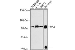 Western blot analysis of extracts of various cell lines using HIC1 Polyclonal Antibody at dilution of 1:3000.