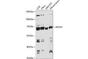 Western blot analysis of extracts of various cell lines, using  antibody (ABIN7265658) at 1:1000 dilution. (ARCN1 Antikörper  (AA 212-511))