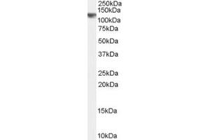 ABIN190823 (0. (CYLD Antikörper  (Internal Region))