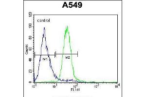 Flow cytometric analysis of A549 cells (right histogram) compared to a negative control cell (left histogram). (C5AR1 Antikörper  (AA 175-201))
