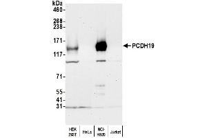 Western Blotting (WB) image for anti-Protocadherin 19 (PCDH19) (AA 1098-1148) antibody (ABIN7453272)
