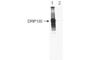 Anti-DRIP-130 Antibody - Immunoprecipitation/Western Blot Anti-DRIP-130 is shown to immunoprecipitate 35S-labeled in vitro translated human DRIP130 (lane 1).