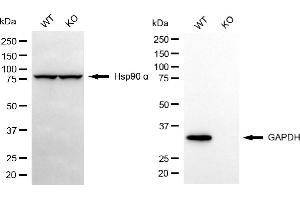 Western blotting analysis using GAPDH antibody (ABIN7798767).