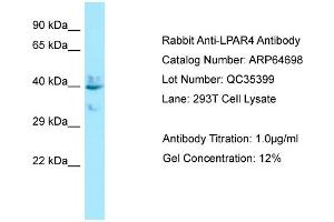 Western Blotting (WB) image for anti-Lysophosphatidic Acid Receptor 4 (LPAR4) (C-Term) antibody (ABIN2789929) (LPAR4 Antikörper  (C-Term))