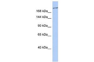 WB Suggested Anti-CACNA1G Antibody Titration:  0. (CACNA1G Antikörper  (C-Term))