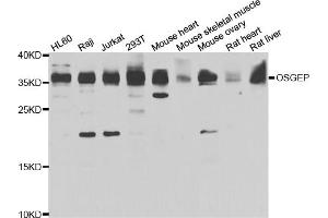 Western blot analysis of extracts of various cell lines, using OSGEP antibody (ABIN5975559) at 1/1000 dilution. (OSGEP Antikörper)