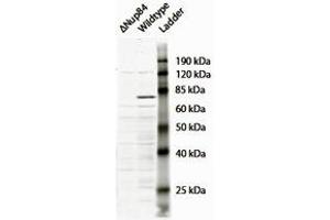 Western Blotting (WB) image for anti-Nucleoporin 107kDa (NUP107) (N-Term) antibody (ABIN2464461) (NUP107 Antikörper  (N-Term))