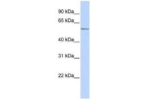 Western Blot showing ZNF682 antibody used at a concentration of 1-2 ug/ml to detect its target protein. (ZNF682 Antikörper  (Middle Region))