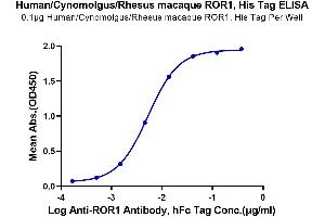 Immobilized Human/Cynomolgus/Rhesus macaque ROR1 at 1 μg/mL (100 μL/Well) on the plate. (ROR1 Protein (AA 30-403) (His-Avi Tag))