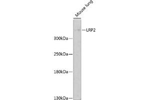 Western blot analysis of extracts of mouse lung, using LRP2 antibody (ABIN1680712, ABIN3017881, ABIN3017882 and ABIN6220293) at 1:1000 dilution. (LRP2 Antikörper  (AA 4446-4655))
