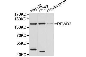 Western blot analysis of extracts of various cell lines, using RFWD2 antibody. (RFWD2 Antikörper  (AA 582-731))